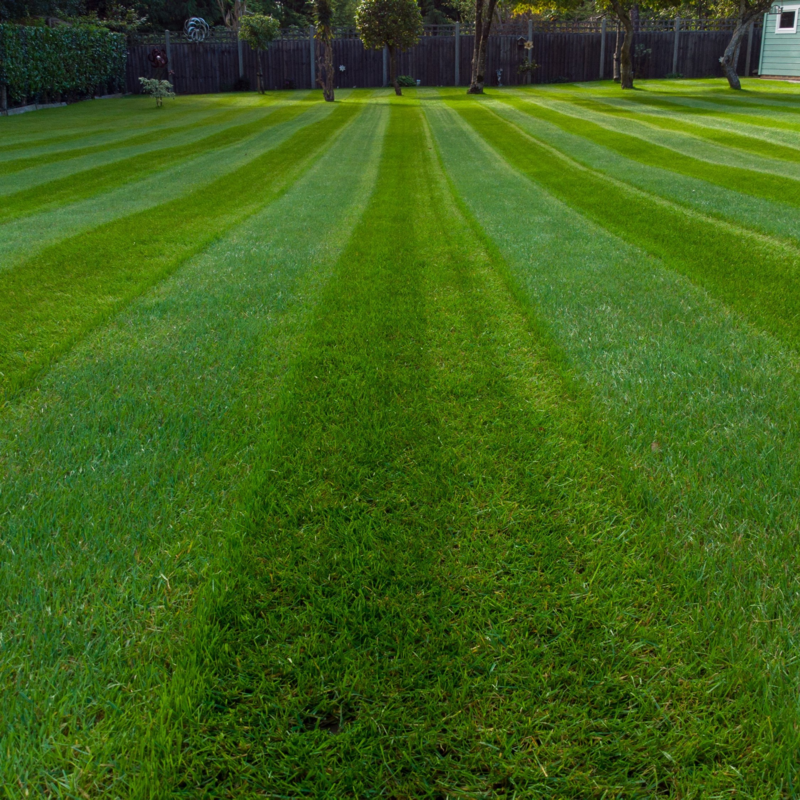 Economy Grass Lawn Seed Cheap Grass Seed Boston Seeds